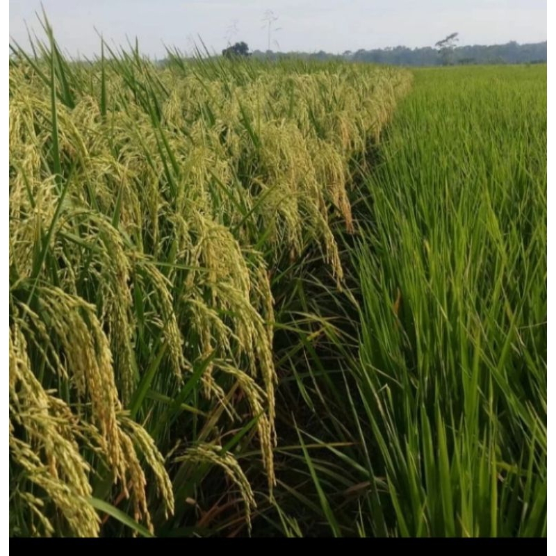 BENIH PADI VR 46 KEMASAN 5KG