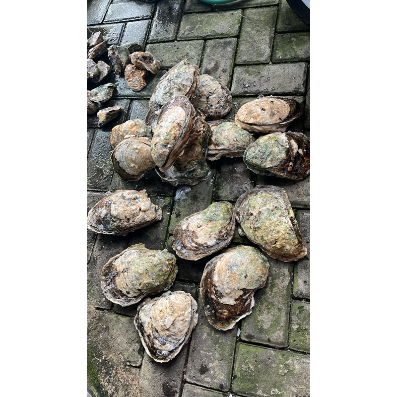 

OYSTER SIZE XL / HARGA PER PCS