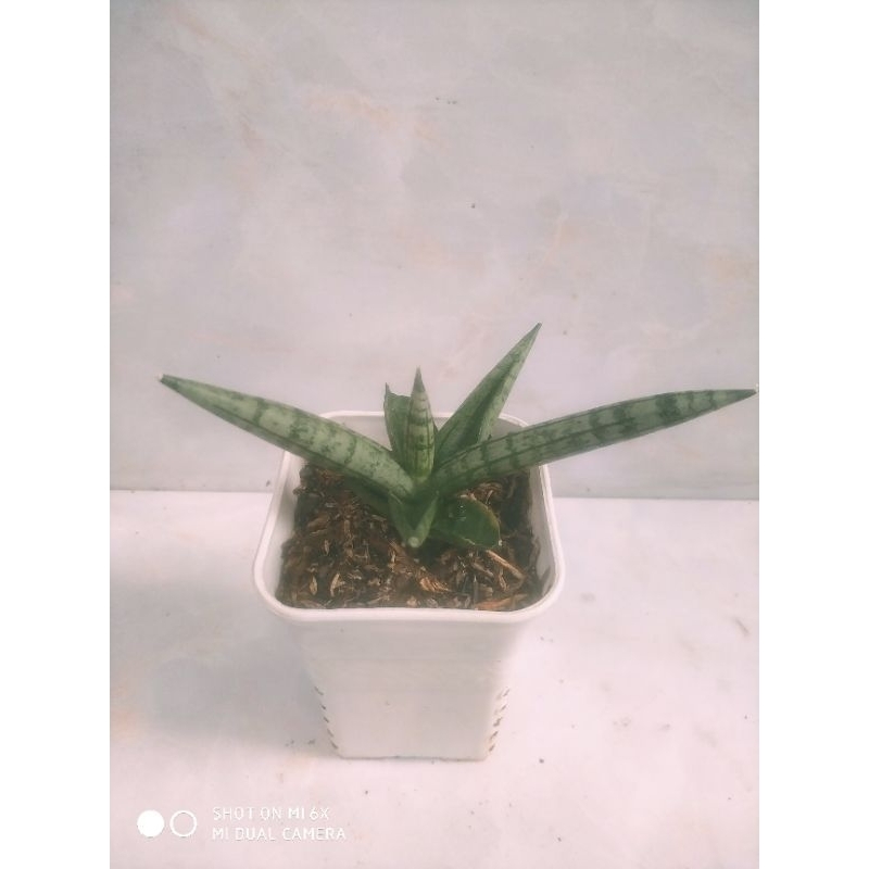 Sansevieria Boncel