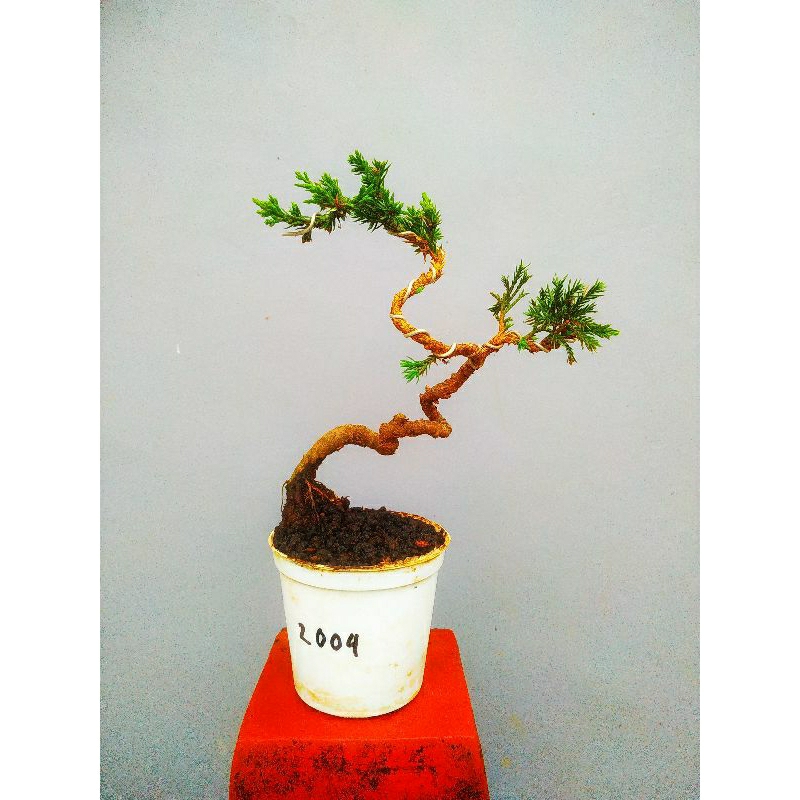 bonsai cemara sinensis