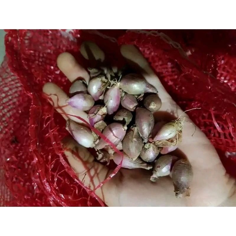 

bawang merah sedang kecil