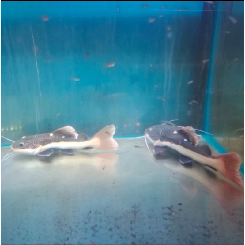 RTC CATFISH BIG SIZE