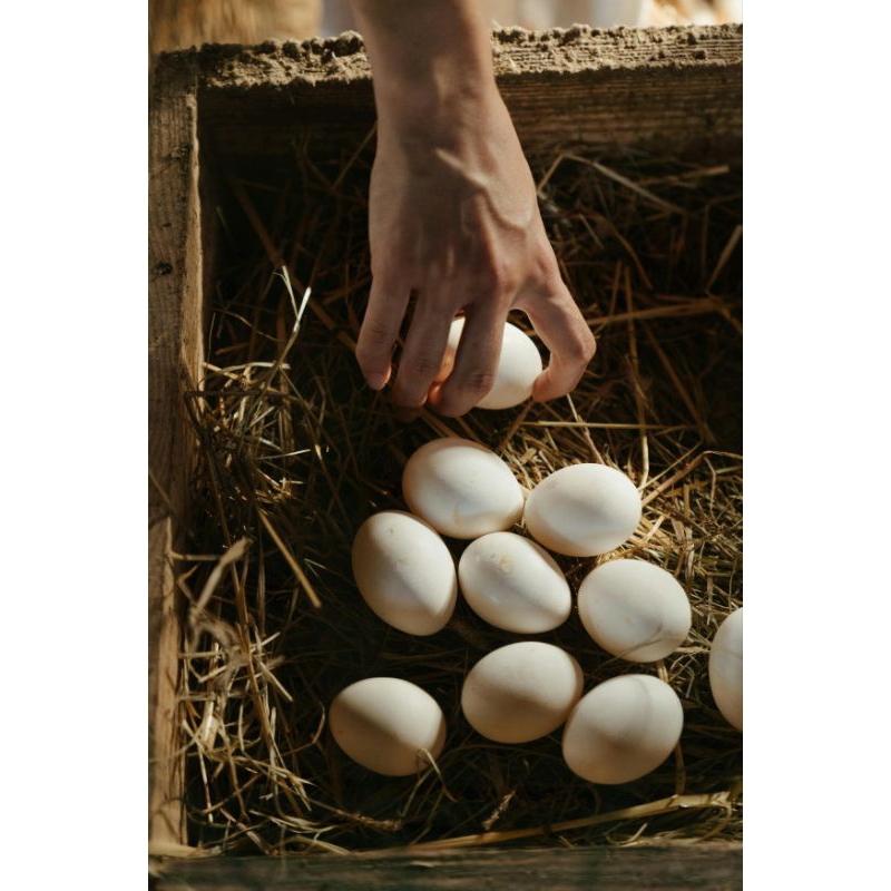

Telur Ayam Kampung (Isi 12 Telur)