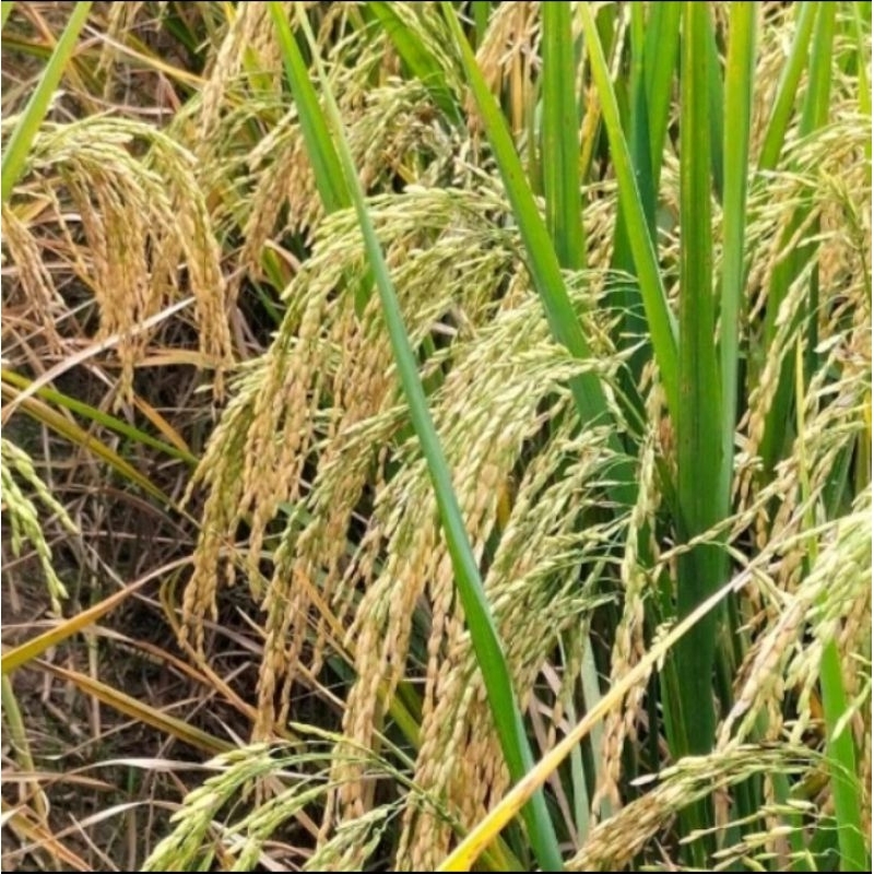 BENIH PADI  SRIKANDI KEMASAN 5KG