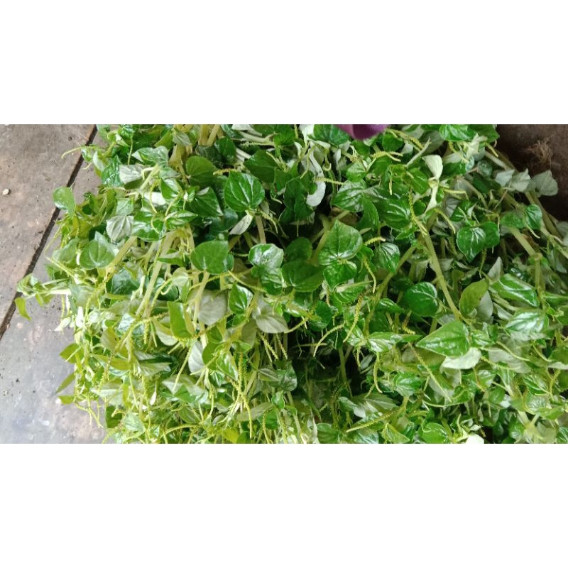 

Daun sirih cina segar1kg ter murah ketumpang air