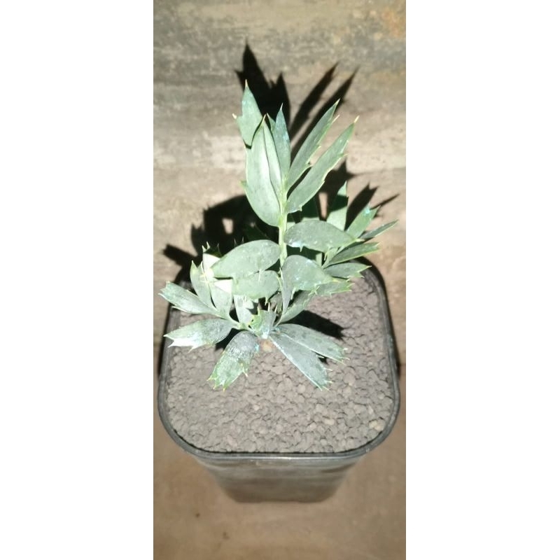 Sikas Biru Horridus/ Cycads Horridus/ Encephalartos Horridus Seedling
