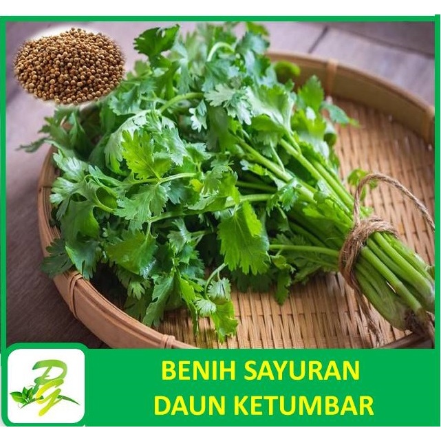 PEERINA BENIH SAYURAN : Benih Daun Ketumbar/Ketumbar Coriander Favor