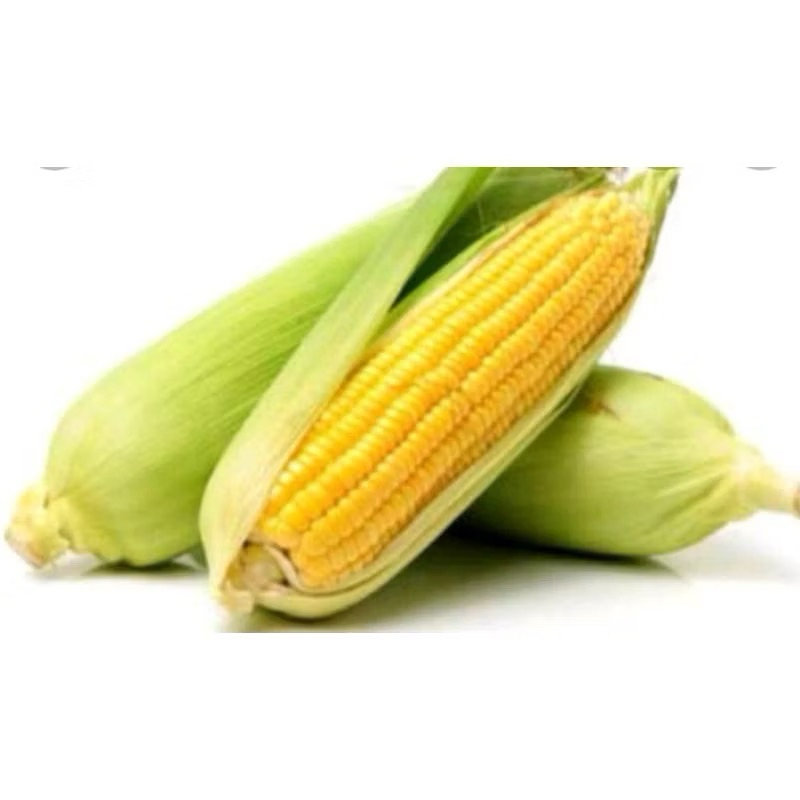

JAGUNG MANIS PER BIJI