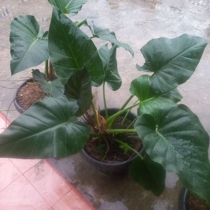 Philodendrum Giganteum