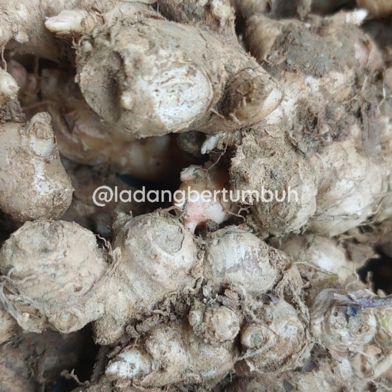 

Jahe Emprit/Jahe Lokal Fresh Rempah Segar Kebutuhan Bumbu Dapur - LADANG BERTUMBUH