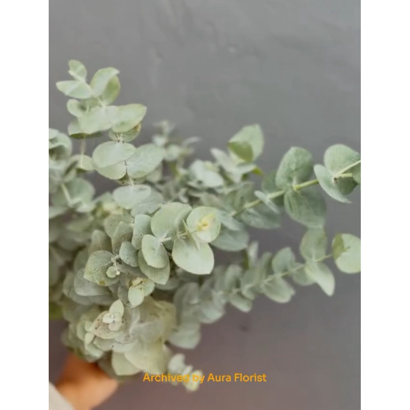 Daun Potong Segar Silver Dollar