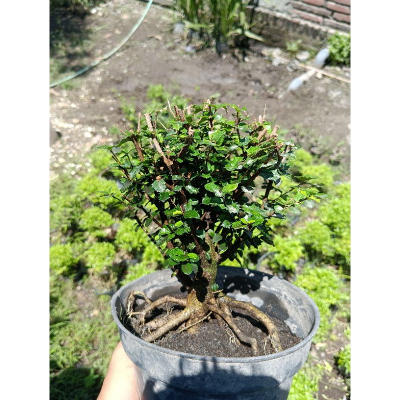 bonsai mirten daun duri mame