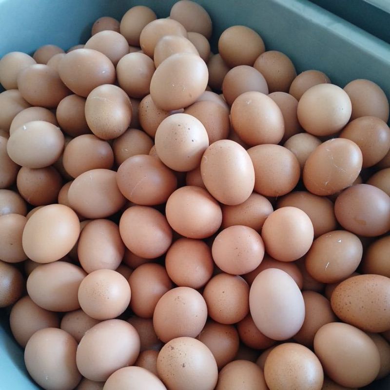 

Telur