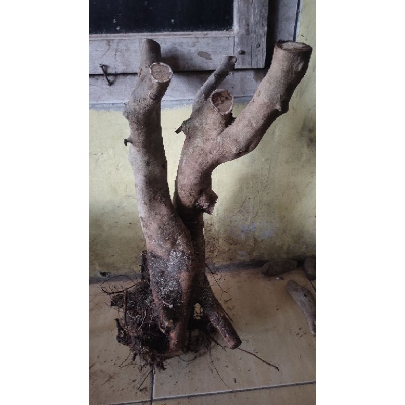 bahan bonsai serut Lanang jumbo realpic sesuai gambar