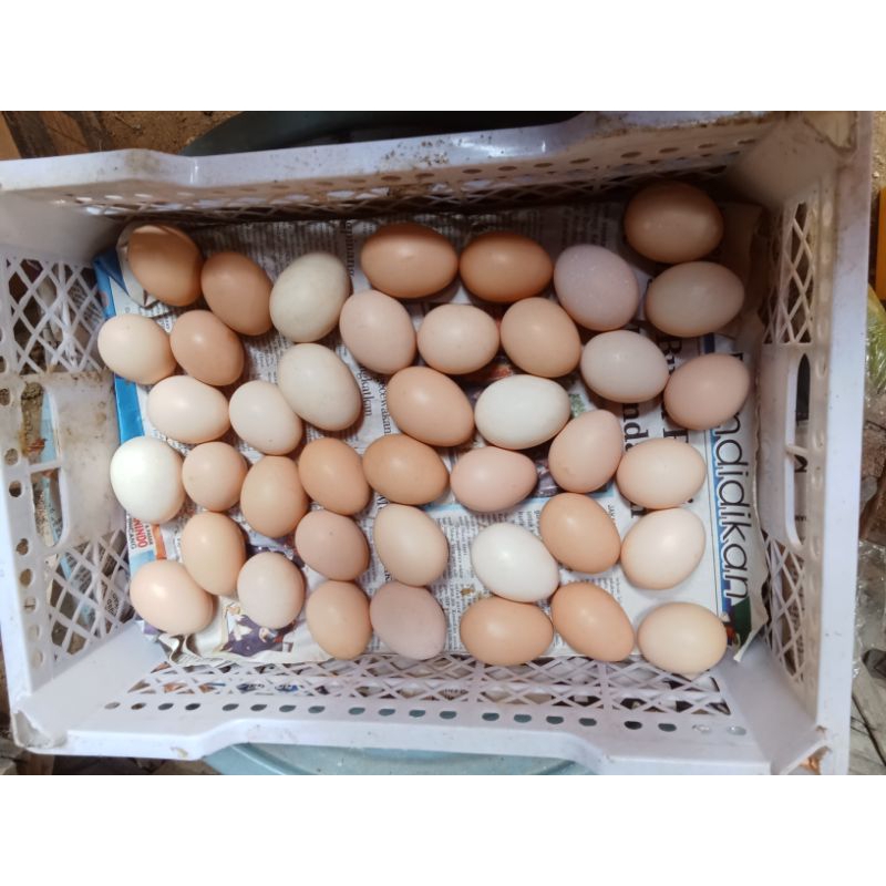 

telur tetas ayam luar negri
