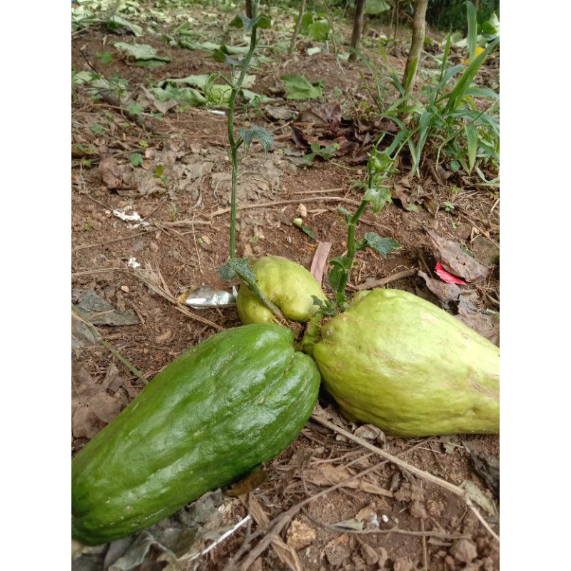 

bibit labu siam jumbo asli garut pangauban {P.G}