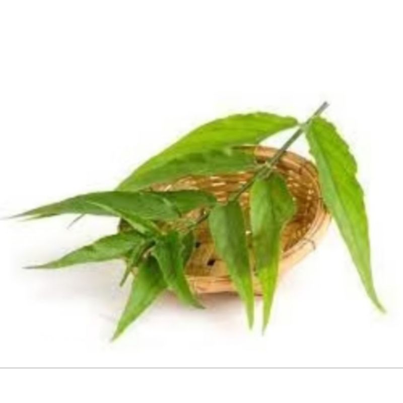 

Daun belalai gajah 250 gr