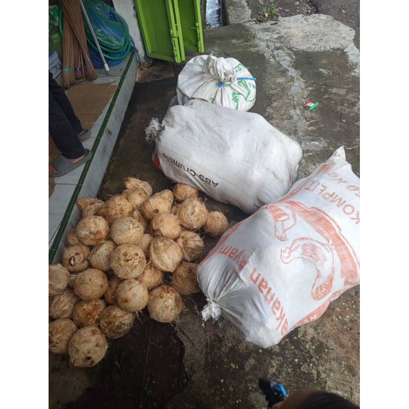 

kelapa tua