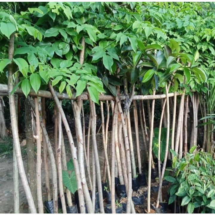 2m - Bibit Tanaman Kayu Angsana - Harga Murah - Stok Terbatas
