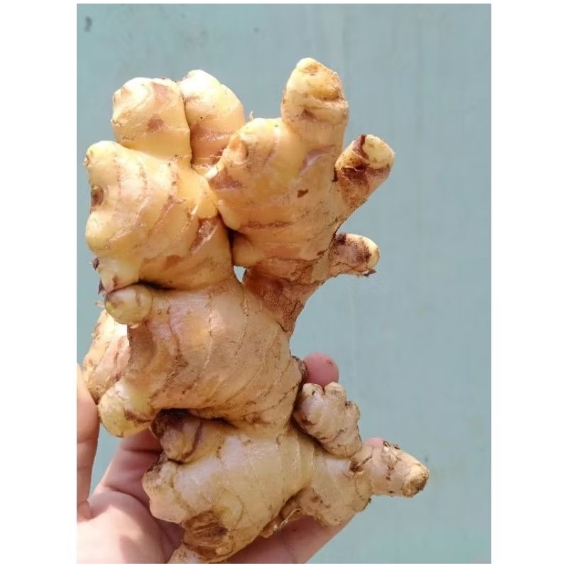 

JAHE.GAJAH.PUTIH.BIGBOSS