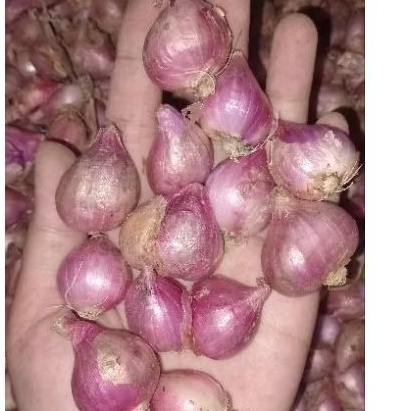 

BAWANG MERAH MURAH KERING 500GR