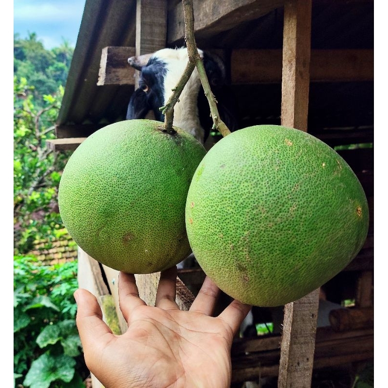 

Beli 1 Gratis 1 Jeruk Pamelo Madu Muria berat 700gr-900gr