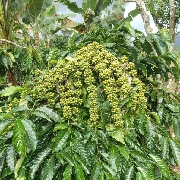 Entres kopi klon Bagio super
