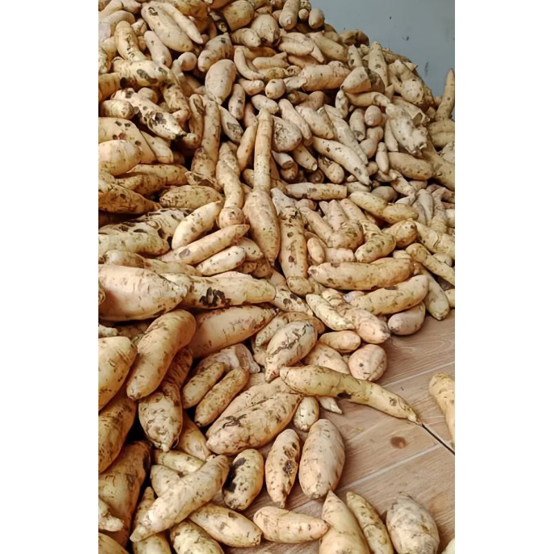 

Ubi kebun asli 1kg