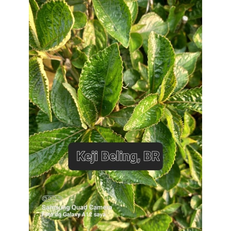 

Daun Keji Beling Alami Kibeling 150 Gram