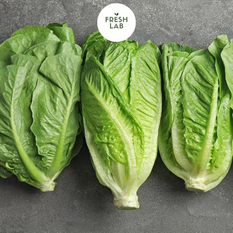 

lettuce romaine segar bagus 500gr