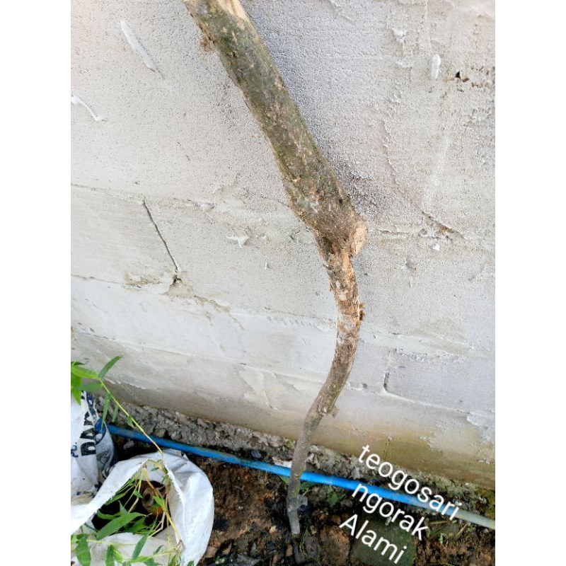 tongkat kayu tlogosari ngurak asli alami