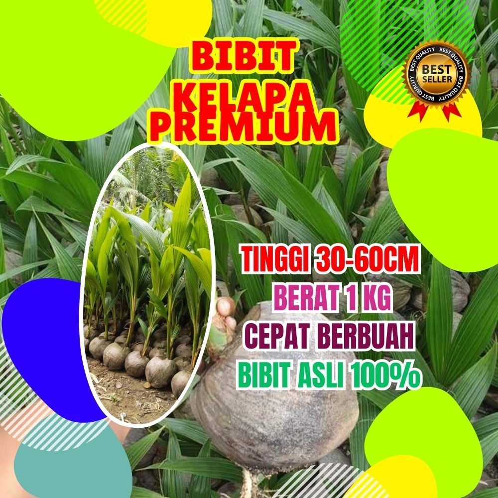 BIBIT PREMIUM.. Tanaman Kelapa Entok Asli, Tanaman Kelapa Entok Anakan