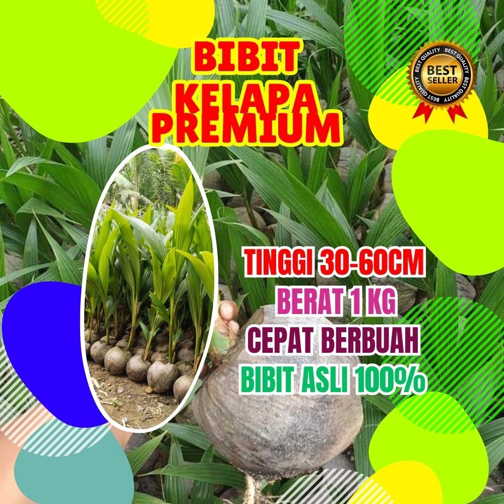 BIBIT UNGGUL.. Tanaman Kelapa Kuning Pendek