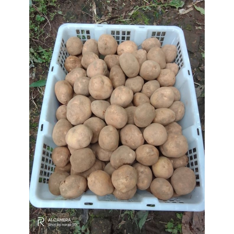 

kentang fress ukuran sedang