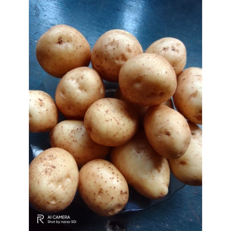 

kentang dieng ukuran sedang