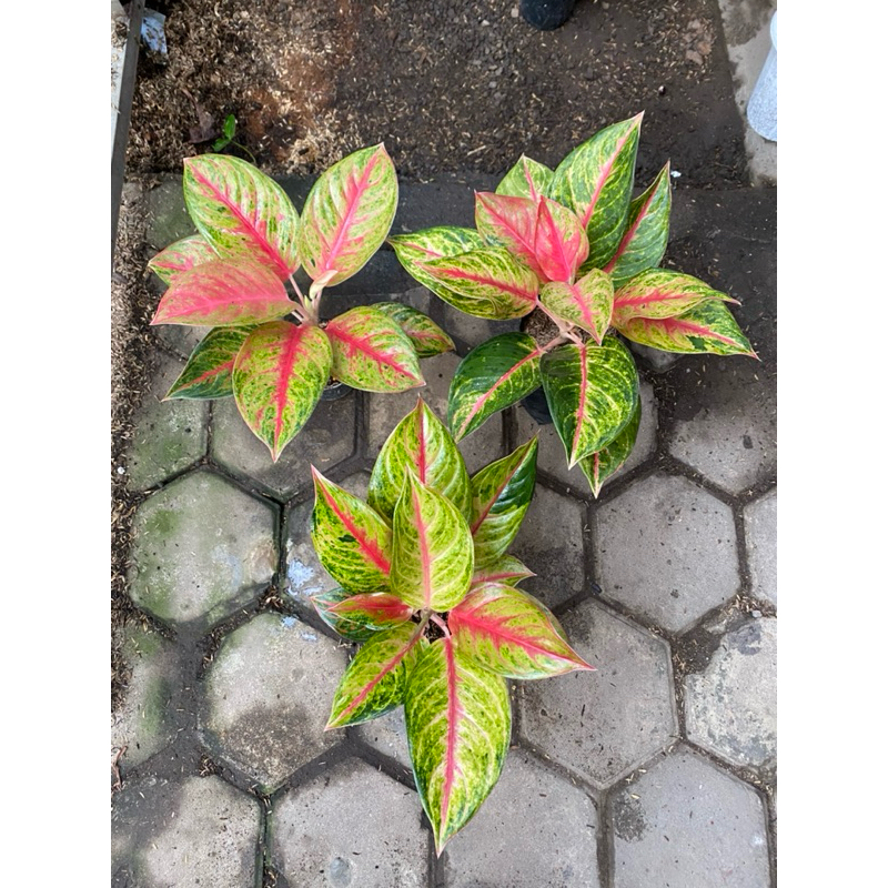 Aglaonema RED EXOTIC
