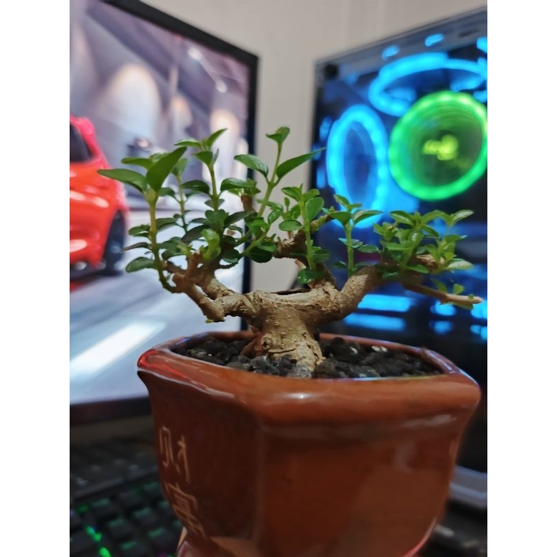 Bonsai Sancang siap pajang