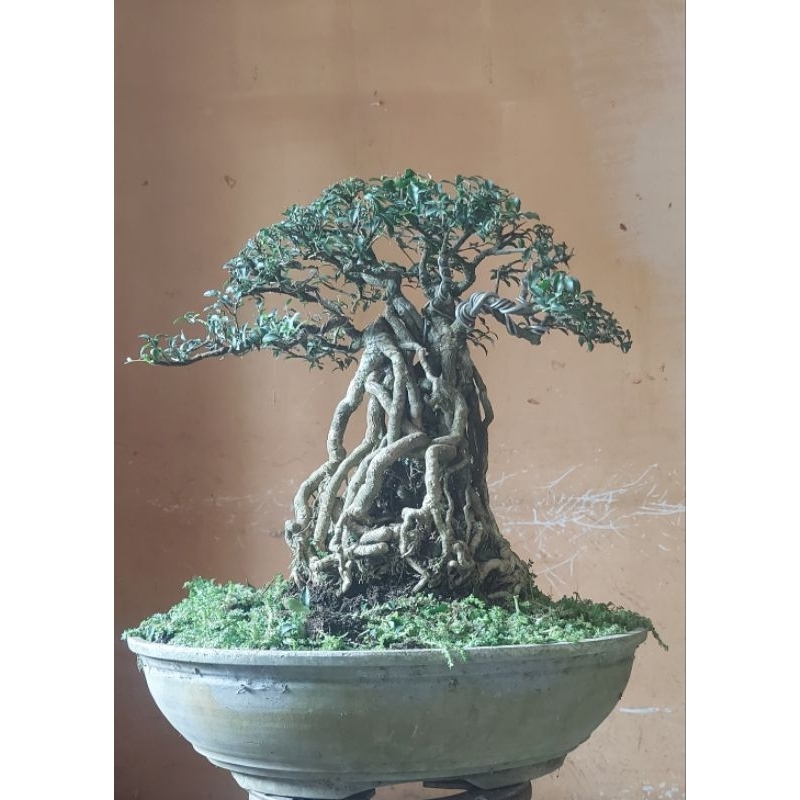 Bonsai Jadi Siap Pajang #SakuraMikro #EksposeRoot  #kontes #mame