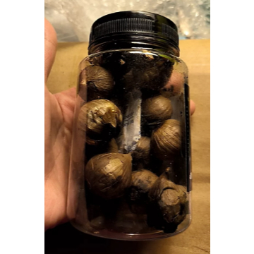 

TERMURAH Black Garlic Premium Quality / Bawang Hitam Tunggal Kualitas Premium