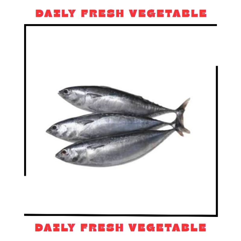 

Ikan Tongkol Fresh 500gr