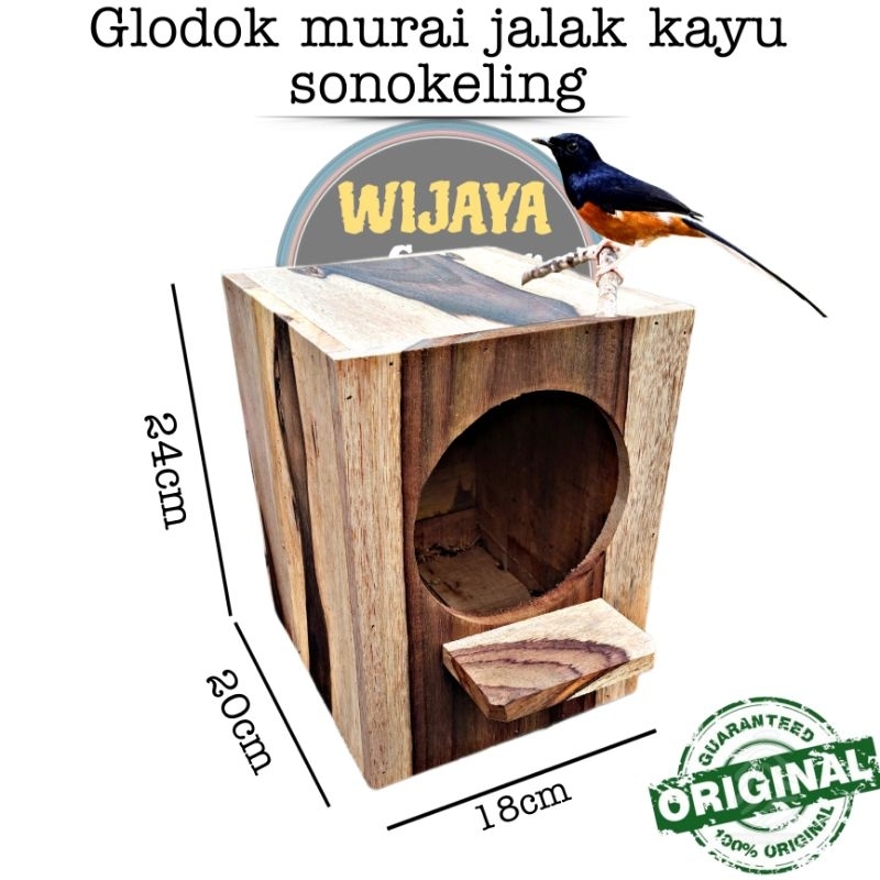 Ready glodok murai jalak kacer kayu sonokeling pintu belakang