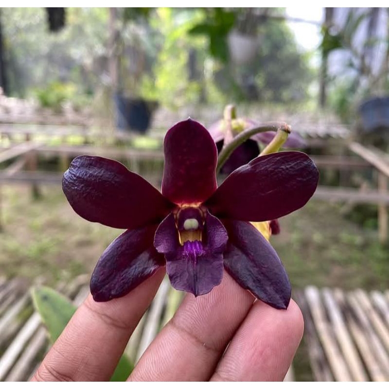 Dendrobium bulat berid