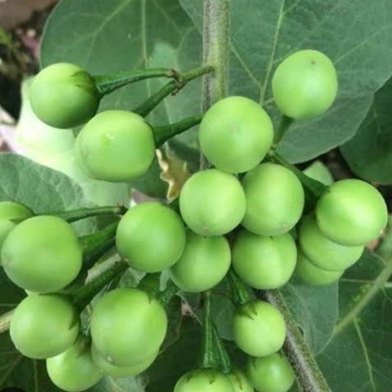 

Buah Cepokak Segar petik langsung 250 gram