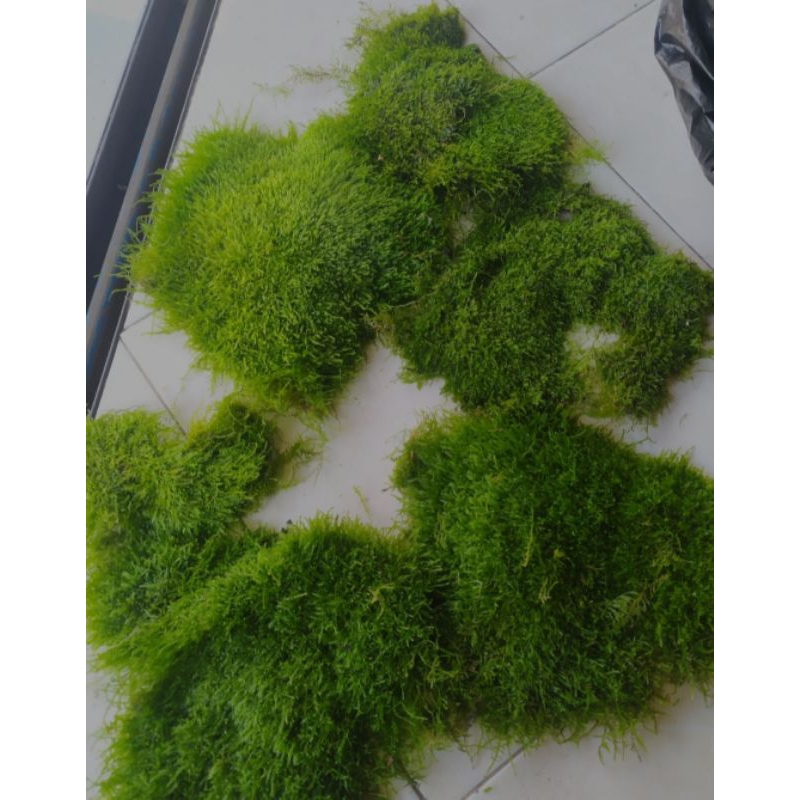 Moss weeping kiloan weeping clum full air murah