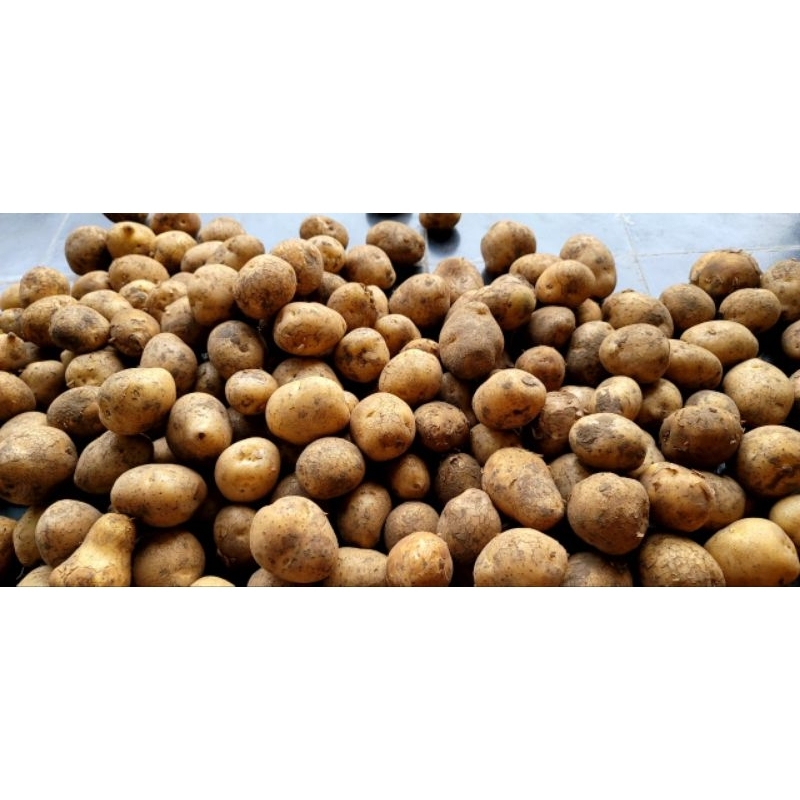

Kentang Super Murah