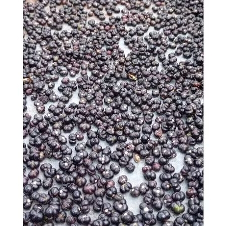 

Buah Angkung Kering Murah – 100 Biji – Herbal Alami – Obat Tradisional