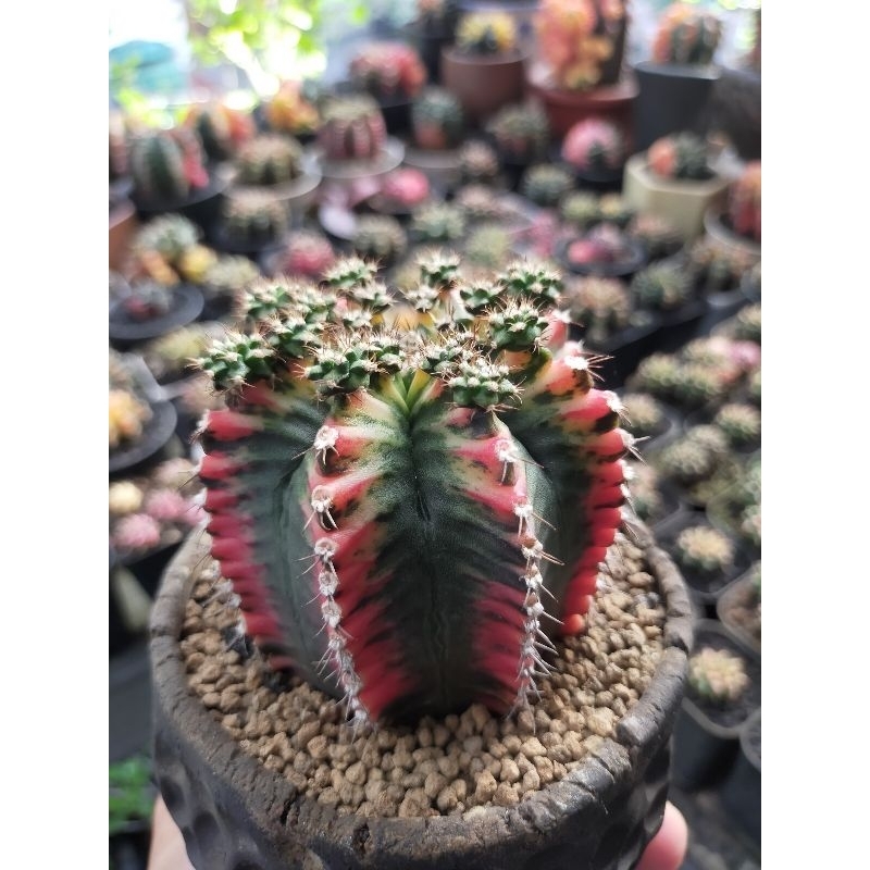 Gymnocalycium Miha Multicolour Indukan