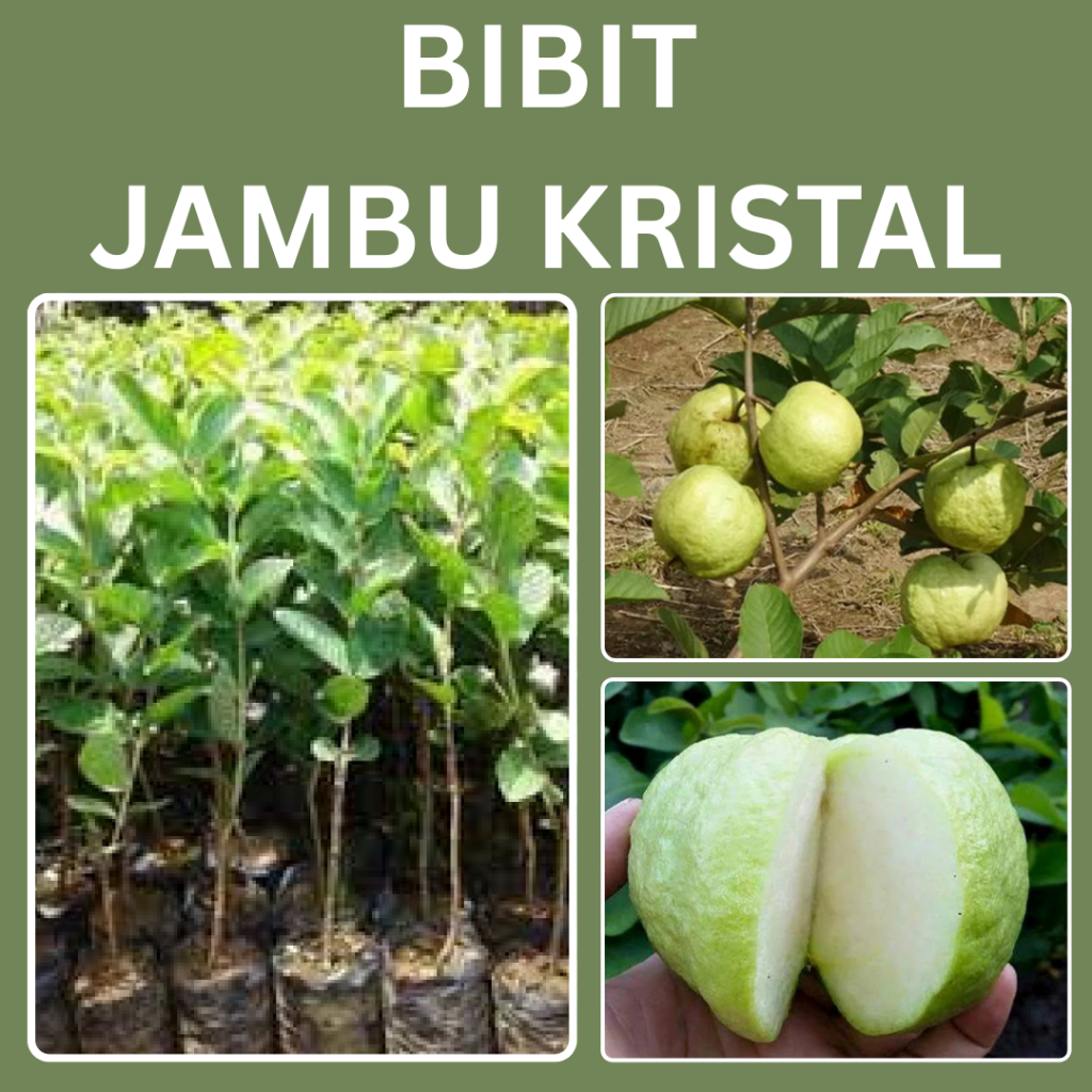 Bibit Jambu Kristal 50–100 cm | Buah Manis Renyah, Hampir Tanpa Biji, Siap Tanam