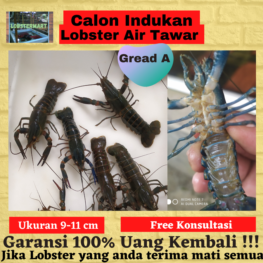 

Calon Indukan Lobster Air Tawar Crayfish ukuran 9-11 Cm Jenis RedClaw Kualitas Gread A