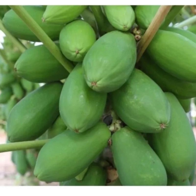 

Pepaya muda / Buah pepaya Muda /pepaya Mentah/ pepaya Sayur 1Kg